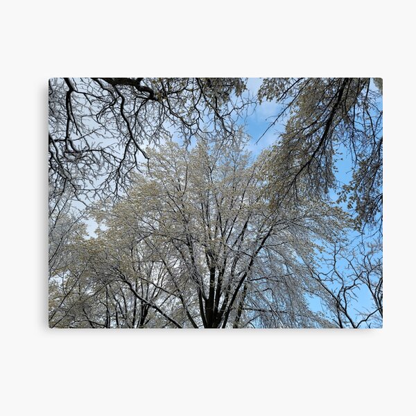 Item preview, Stunning Snow on Trees designed and sold by thechasbowie.