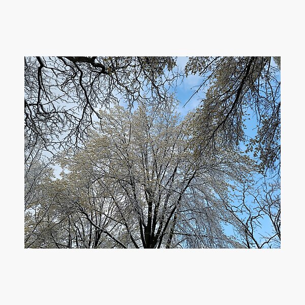 Item preview, Stunning Snow on Trees designed and sold by thechasbowie.