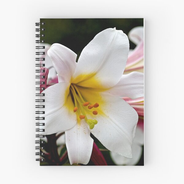 Item preview, Beauty Bountiful designed and sold by John Thurgood.