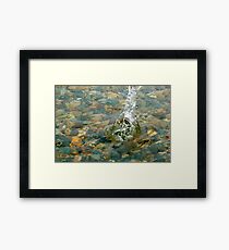 Sploosh Framed Print