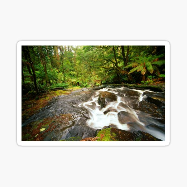 Rainforest Stream, The Otways Sticker