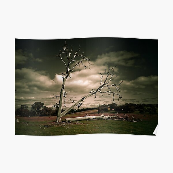 Timelapse of a Tree being Felled Poster