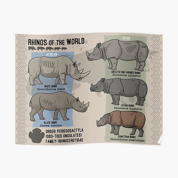 Rhinos of the World Poster