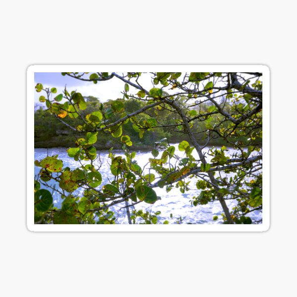 Sea Grape Leaves on a Windy Day Sticker
