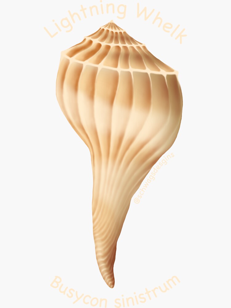 Lightning Whelk