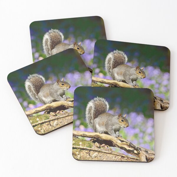 Item preview, Grey Squirrel in the First Bluebells of Spring. designed and sold by Kerry Palmer.