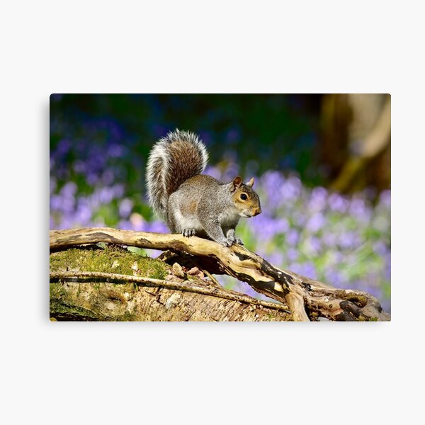 Artissimo Hello Kitty with Squirrel Printed Canvas Art 14" x 11" NEW Artissimo Hello Kitty with Squirrel Printed Canvas Art 14" x 11" NEW