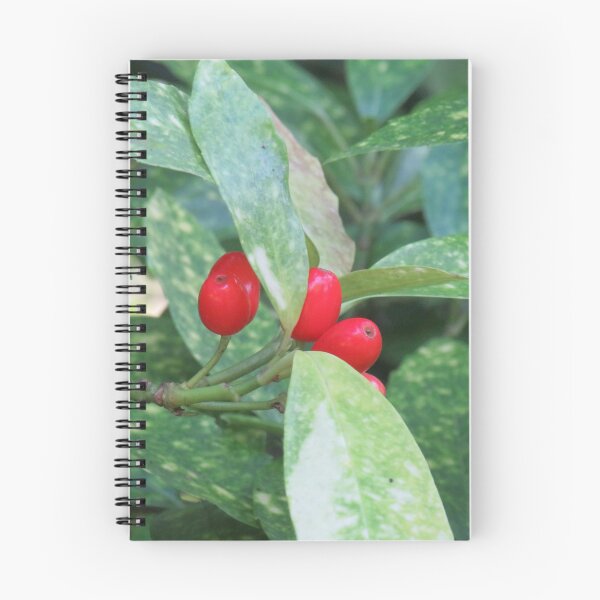 Item preview, Japanese laurel fruit designed and sold by greentiger1.