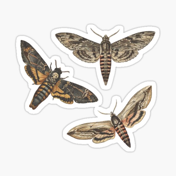 National Moth Week Sticker