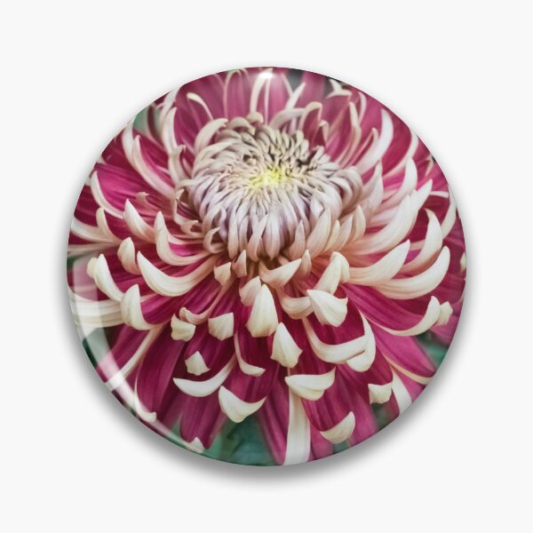 Artikelvorschau, Lockige Blütenblätter in Blond und Rot - Eine auffällige Chrysanthemenblüte entworfen und verkauft von Georgia Mizuleva.