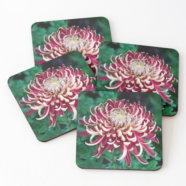Item preview, Curly Petals in Blond and Red - One Showy Chrysanthemum Bloom designed and sold by Georgia Mizuleva.