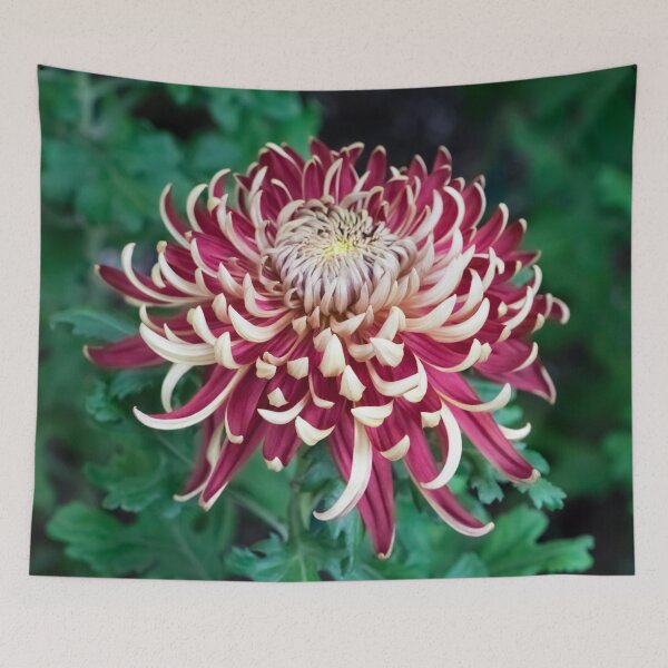 Item preview, Curly Petals in Blond and Red - One Showy Chrysanthemum Bloom designed and sold by Georgia Mizuleva.