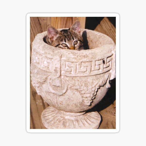 Kitten in Grecian Urn Planter Sticker