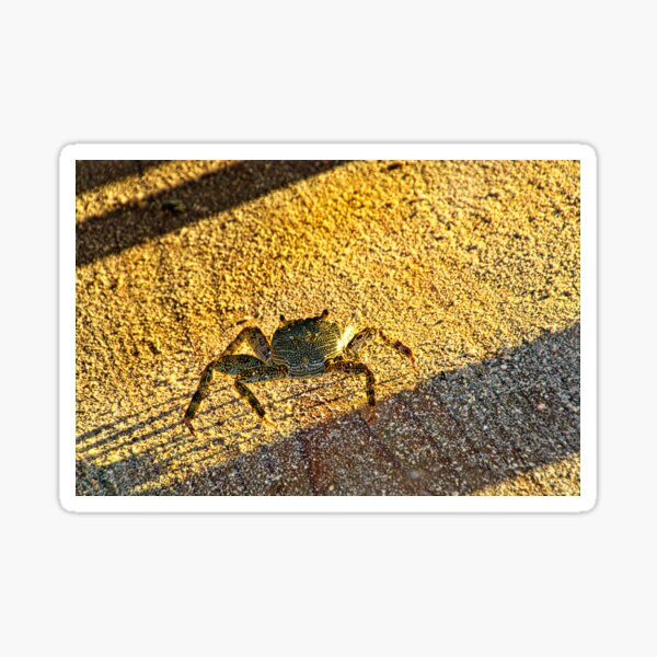 Feeling Crabby On Acuario Cay Sticker