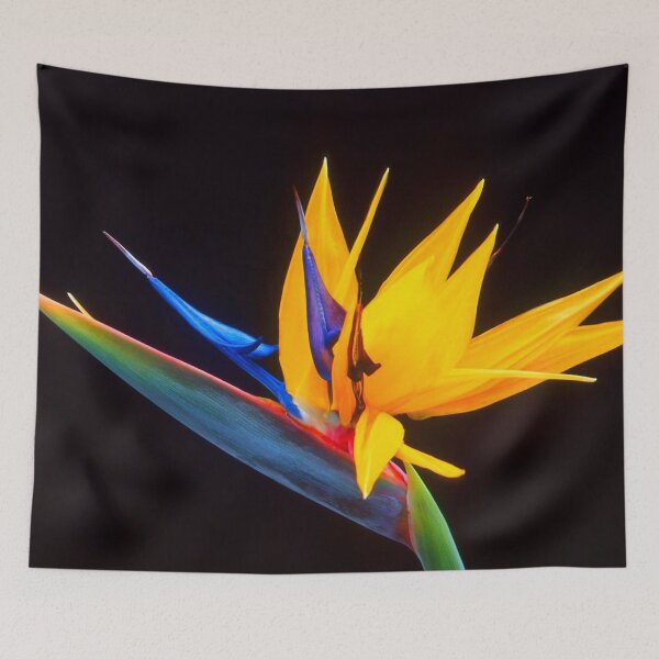 Item preview, Strelitzia Isolated On Black Background Photography designed and sold by taiche.
