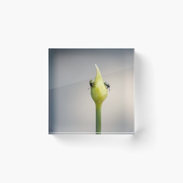 Item preview, Young Shield bugs on wild garlic plant designed and sold by Annika Westgeest.
