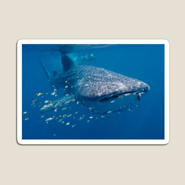 Whale Shark, Ningaloo Reef, Western Australia Magnet