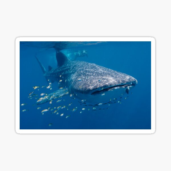 Whale Shark, Ningaloo Reef, Western Australia Sticker