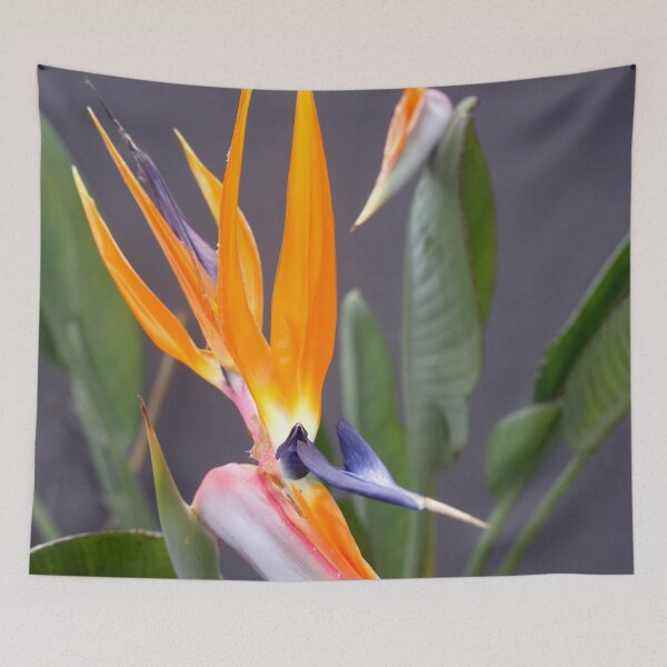 Item preview, Exotic Multicolored Crane Flower Photograph designed and sold by taiche.