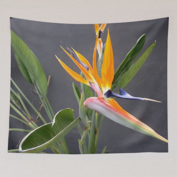 Item preview, Multicolored Bird Of Paradise Flower Photograph designed and sold by taiche.