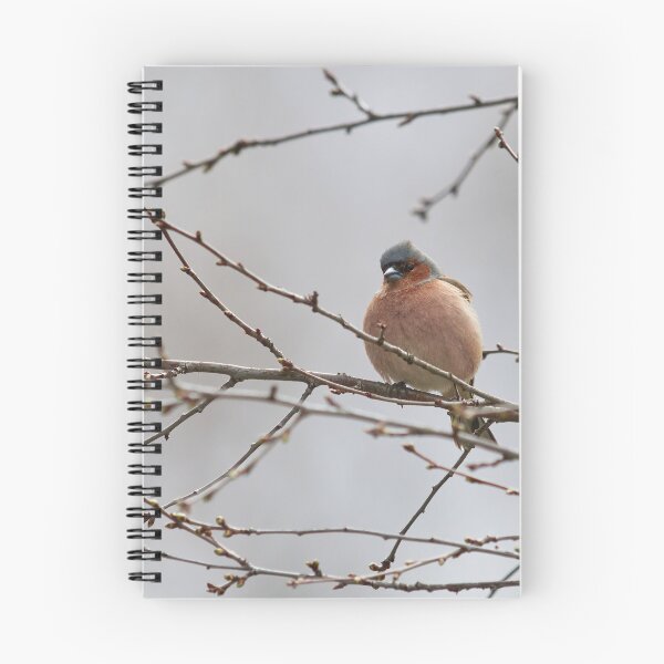 Item preview, The silvery gray day. Chaffinch designed and sold by Jouko Lehto Photography.