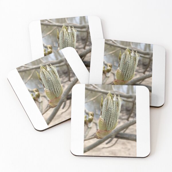 Item preview, Italian Painted Buckeye Terminal Bud designed and sold by Max Kindly.