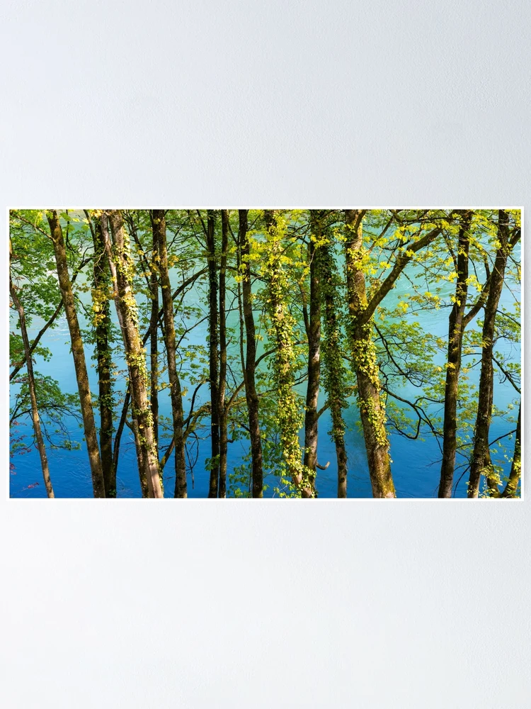 Thumbnail 1 of 3, Poster, Springtime Splendor designed and sold by DiFigianoPhoto.