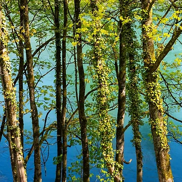 Artwork thumbnail, Springtime Splendor by DiFigianoPhoto