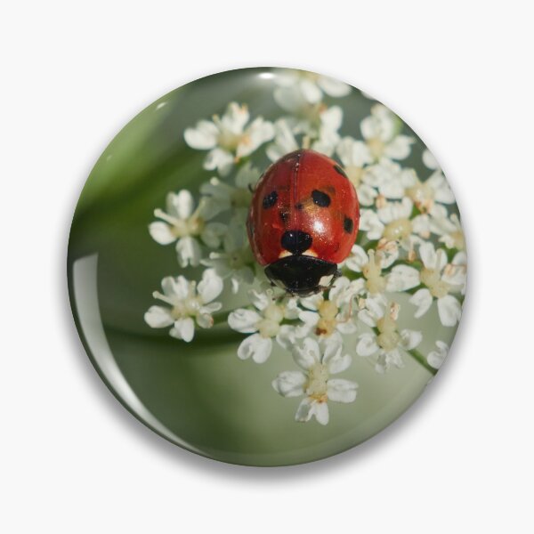 Item preview, Seven-spot ladybird panoramic designed and sold by Jouko Lehto Photography.