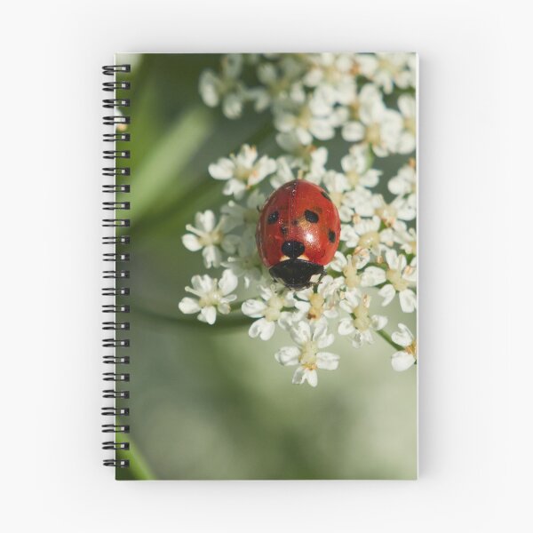 Item preview, Seven-spot ladybird panoramic designed and sold by Jouko Lehto Photography.