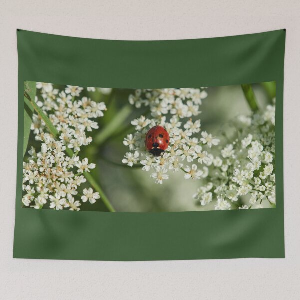 Item preview, Seven-spot ladybird panoramic designed and sold by Jouko Lehto Photography.