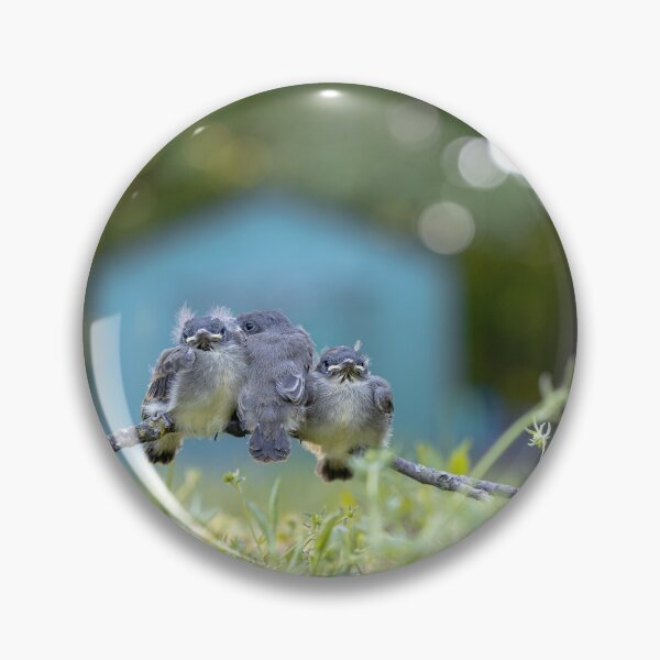 Item preview, Fledglings - 3 Little Birds designed and sold by ErikBPhoto.