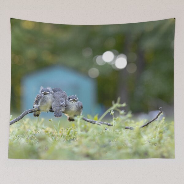 Item preview, Fledglings - 3 Little Birds designed and sold by ErikBPhoto.