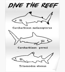 Dive the Reef Poster