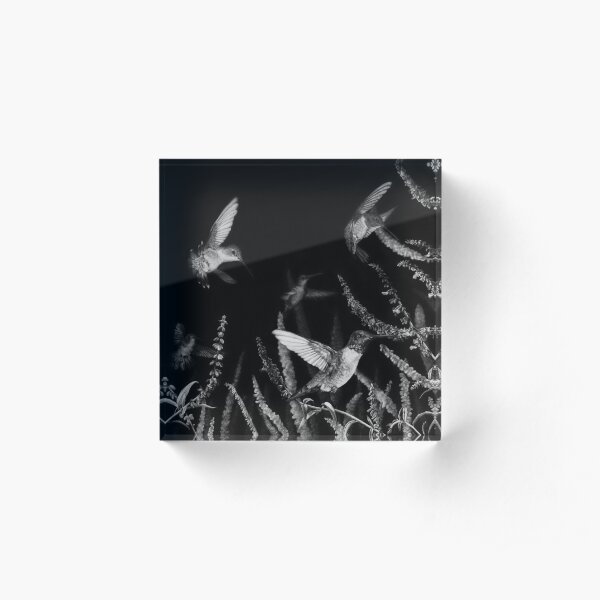 Hummingbird Black and White Art Acrylic Block