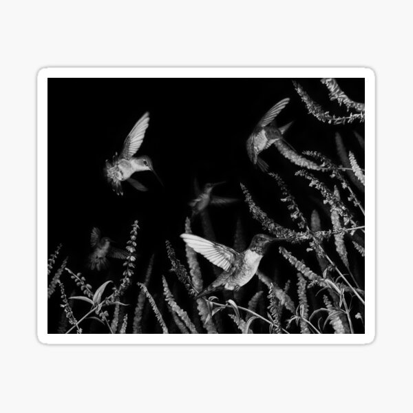 Hummingbird Black and White Art Sticker