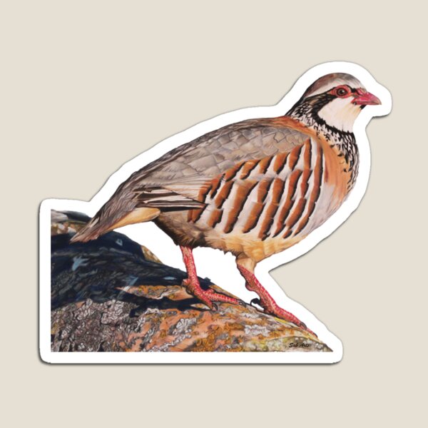 Perdrix rouge par Sab Arts Magnet