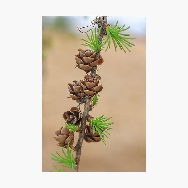 Item preview, Mini Pine Cones and Green Buds designed and sold by Gary Horner.