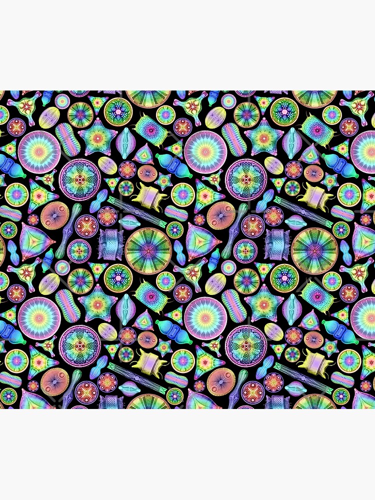 Ernst Haeckel Rainbow Diatoms on Black by aimeewilson