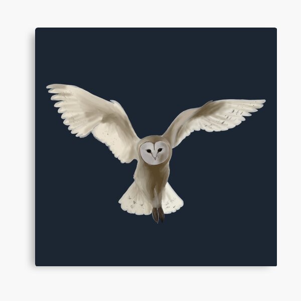 HD wallpaper Owl flying barn owl wings  Wallpaper Flare