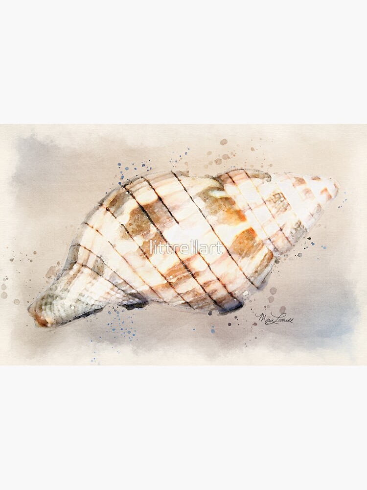 “Watercolor Seashell - Banded Tulip Shell - Watercolor Painting