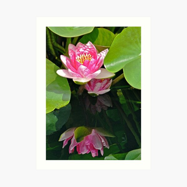 My Best Reflection - Waterlily Art Print