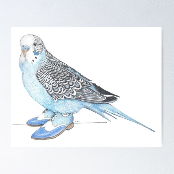 Item preview, Budgie in Blue 2-toned wingtips designed and sold by JimsBirds.
