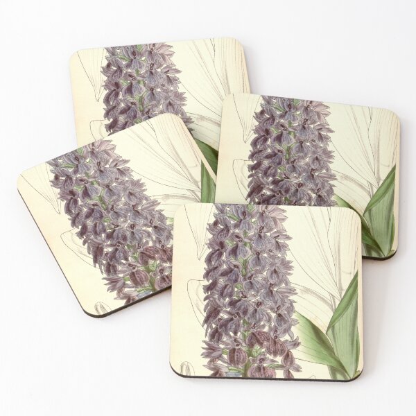 Item preview, Dactylorhiza foliosa (as Orchis foliosa) Curtis' 84 (Ser. 3 no. 14) pl. 5074 (1858) designed and sold by EsotericBotanic.