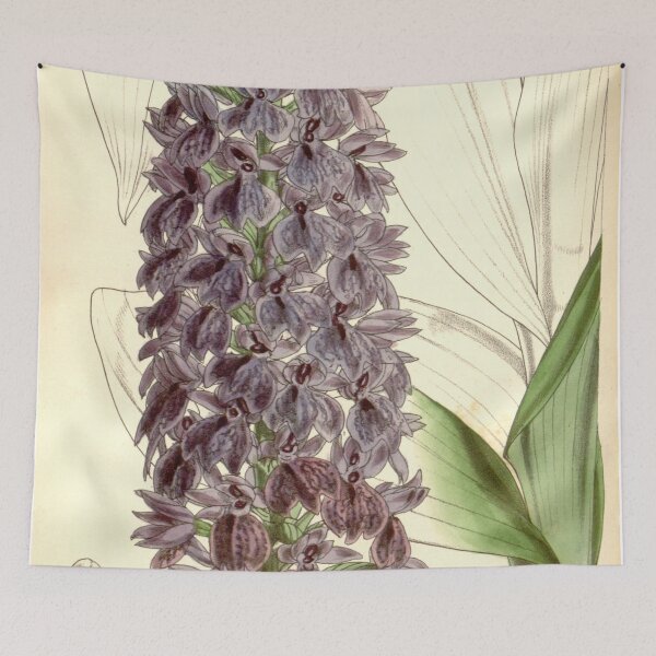 Item preview, Dactylorhiza foliosa (as Orchis foliosa) Curtis' 84 (Ser. 3 no. 14) pl. 5074 (1858) designed and sold by EsotericBotanic.