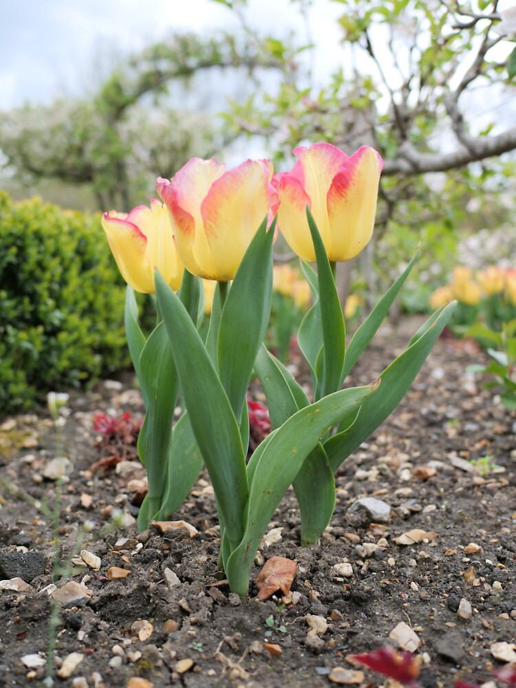 Pink and yellow tulip flowers by santoshputhran