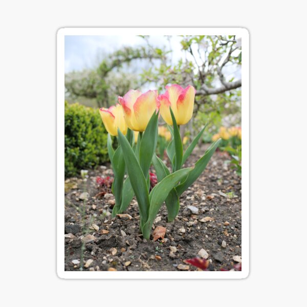 Pink and yellow tulip flowers Sticker