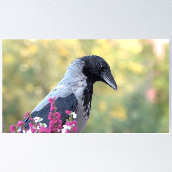 Item preview, Hooded crow designed and sold by Babbler01.