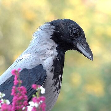 Artwork thumbnail, Hooded crow by Babbler01