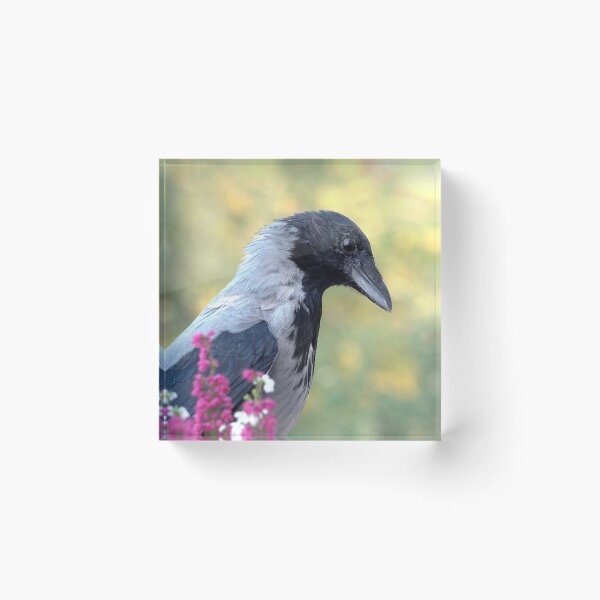 Item preview, Hooded crow designed and sold by Babbler01.